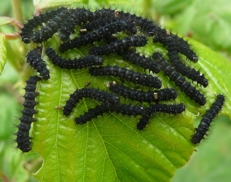 Identificazione bruchi:  bruchi di Saturnia pavoniella ai primi stadi